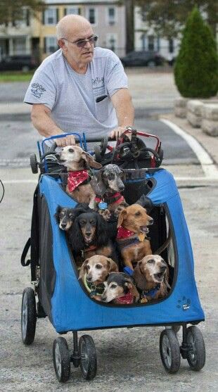 strollers for small dogs strollers for small dogs and cats furwheels strollers for small dogs strollers for small dogs and cats furwheels